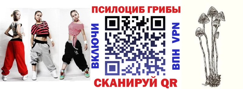 закладка  Карталы  Псилоцибиновые грибы Psilocybe 